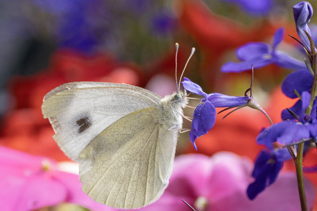 Scheefbloemwitje (Pieris mannii)