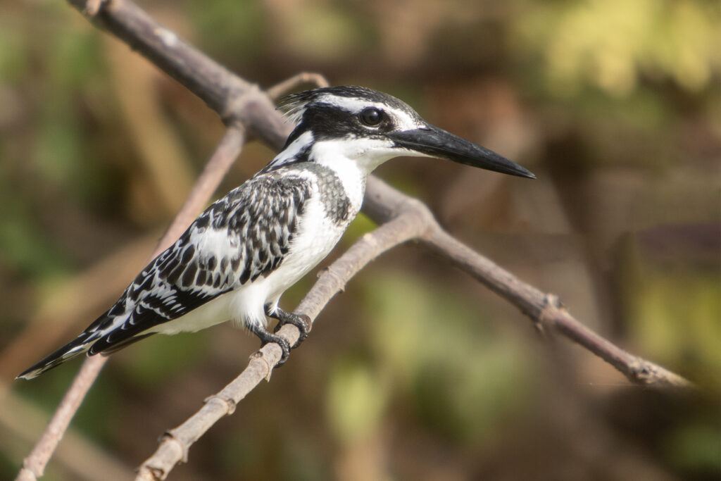 Pied kingfisher (Ceryle rudis)
