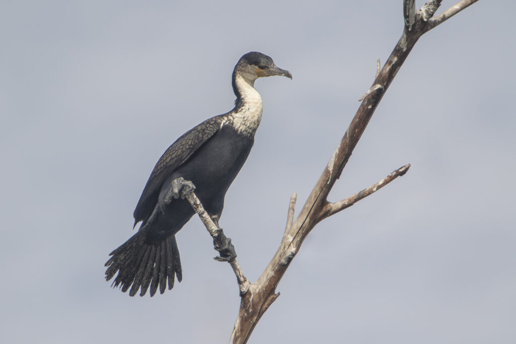 7D2_4264 kopie