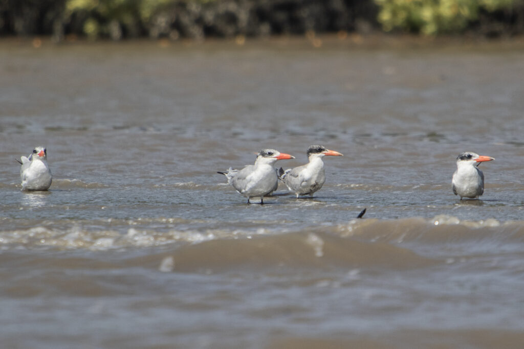 7D2_4393 kopie