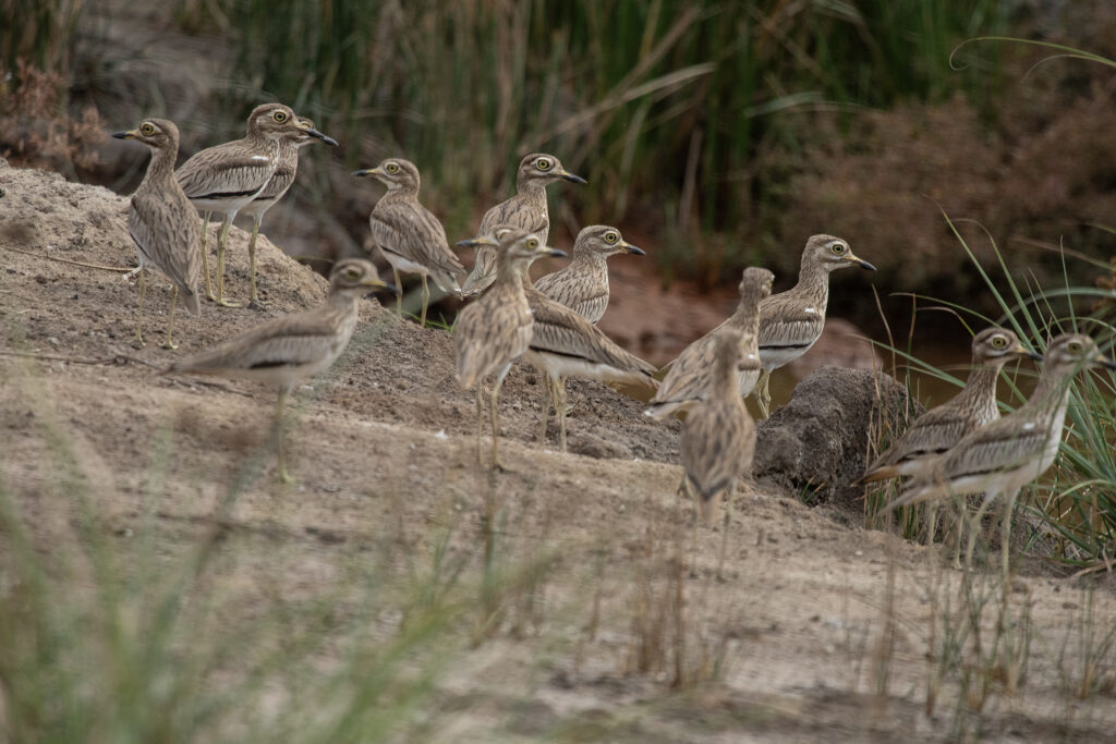 Griel {Burhinus senegalensis }