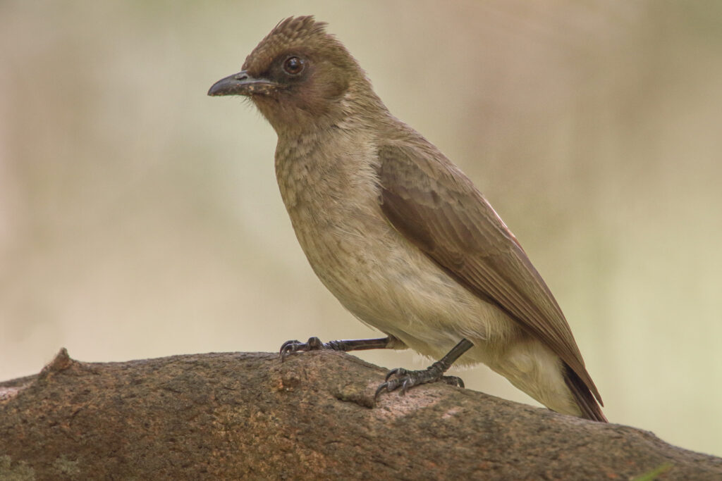 Buulbuuls (Pycnonotidae)