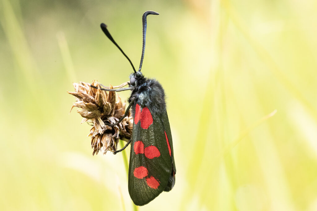 sint-jansvlinder of bloeddropje (Zygaena filipendulae)