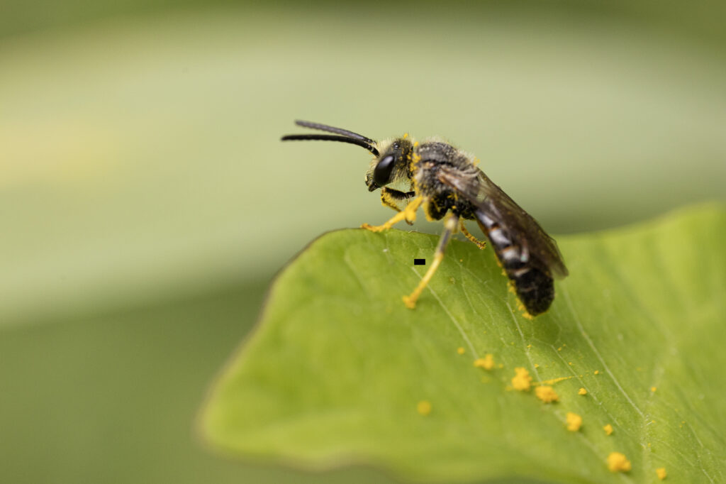 Groefbij onbekend (Lasioglossum)