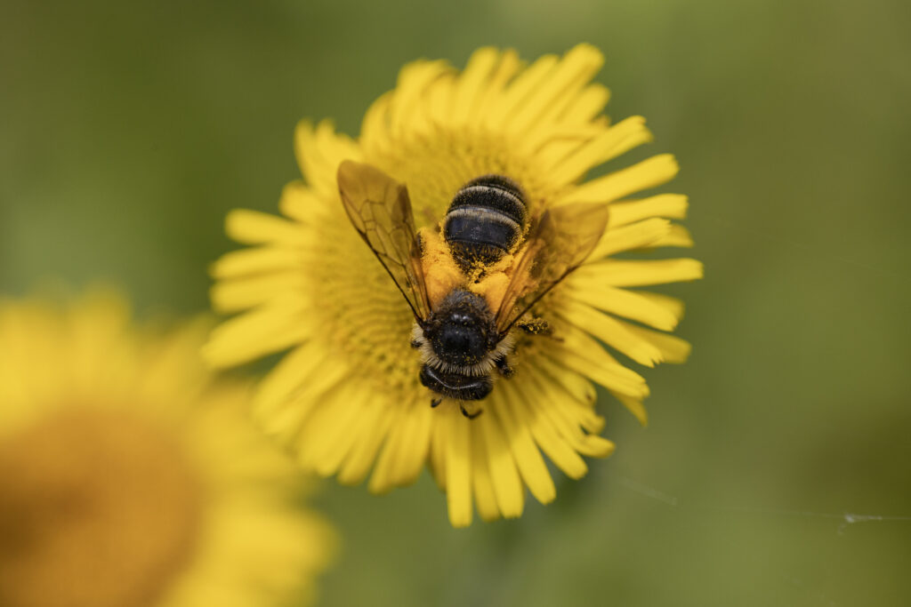 Kruiskruidzandbij (Andrena denticulata)