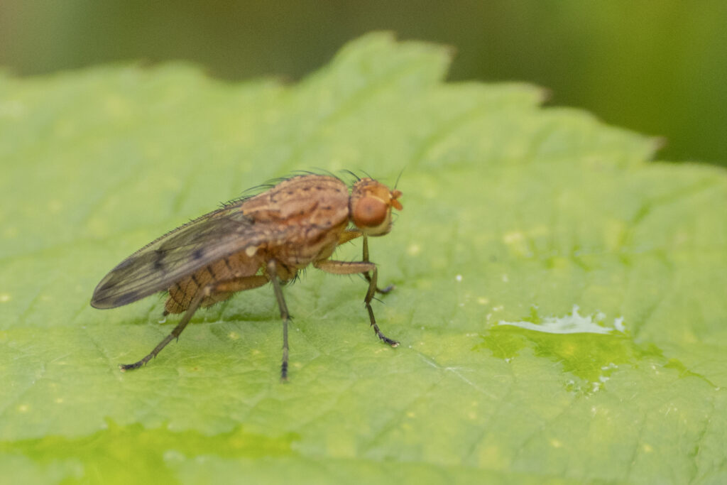 Suillia sp. (Heleomyzidae)