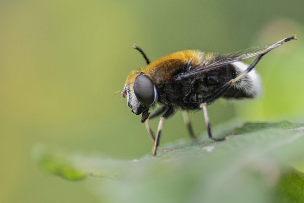 Hommelbijvlieg (Eristalis intricaria)