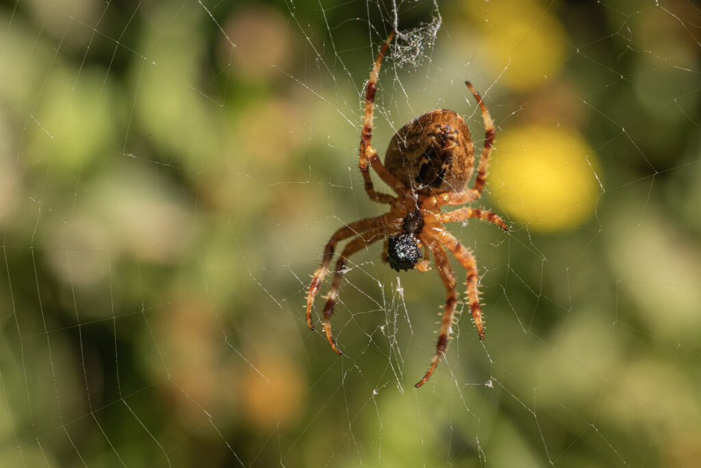 kruisspin (Araneus diadematus)