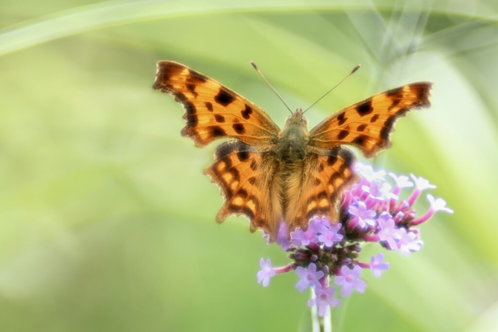 Gahakkelde aurelia (Polygonia c-album)